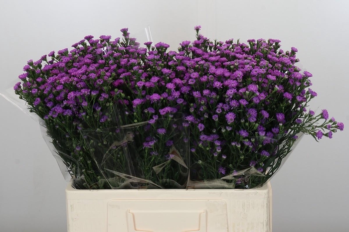 <h4>Aster Baby Pink</h4>