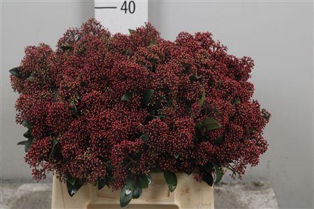 <h4>Skim J Rubella Bs</h4>