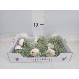 Arr.  Tillandsia L%
