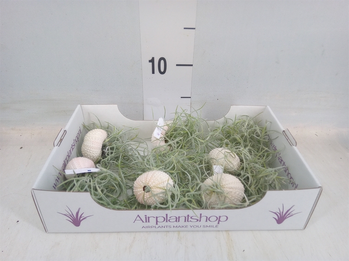 <h4>Arr.  Tillandsia L%</h4>