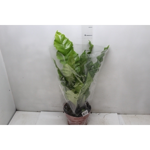 ASPLENIUM NIDUS P20