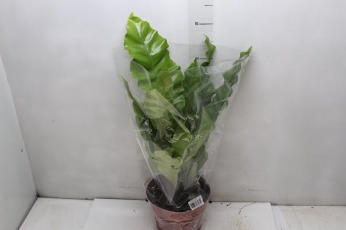 <h4>ASPLENIUM NIDUS P20</h4>