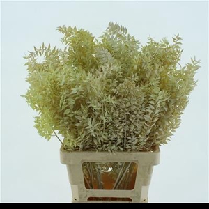 DROOG RUSCUS BLEACHE