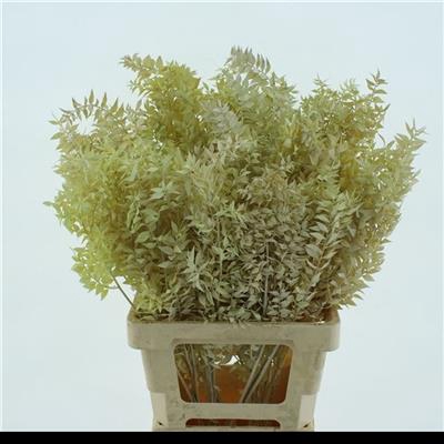 <h4>DROOG RUSCUS BLEACHE</h4>