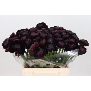 Ranunculus Clooney Nerone Super