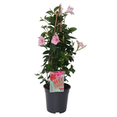<h4>Mandevilla Licht Roze Pyramide</h4>