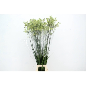 ANIGOZ NIRVANA 130CM