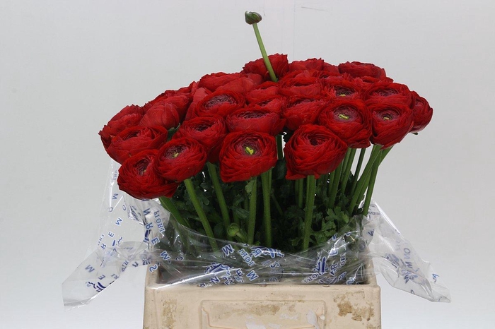 Ranunculus Clooney Tango Extra