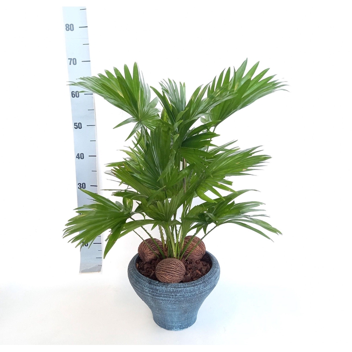 <h4>LIVISTONA ROTUNDIFOL</h4>