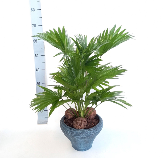 <h4>Livistona in super hoedje blauw</h4>