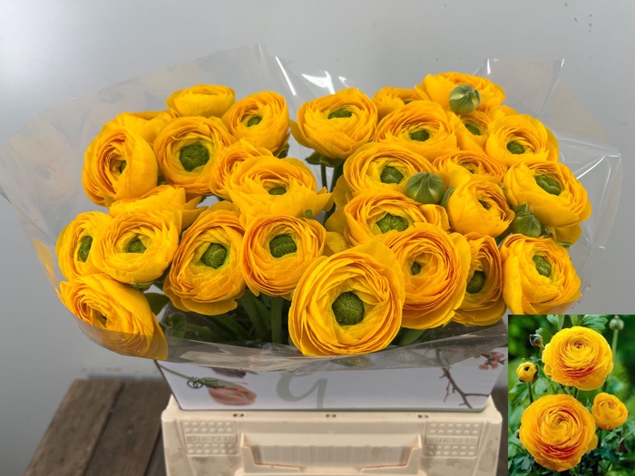 <h4>RAN SU OMEGA</h4>