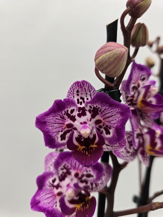 <h4>Limited 02 week 17</h4>