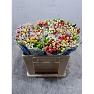 Hyp Coco Colours Gem