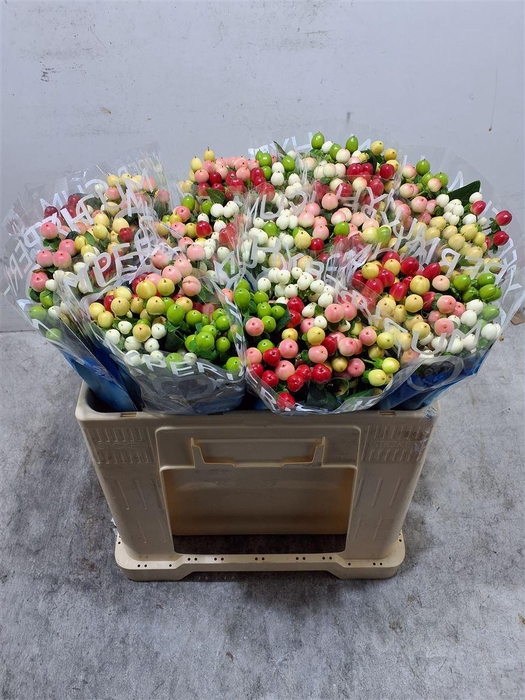 <h4>Hyp Coco Colours Gem</h4>