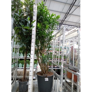 Dracaena refl.   ...