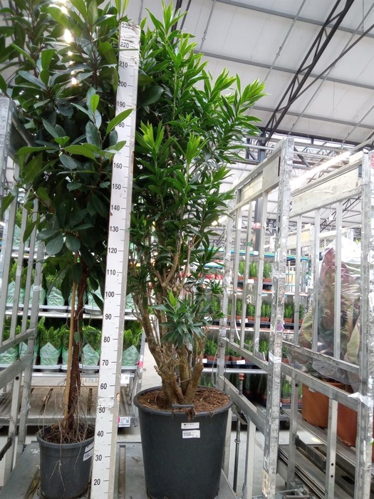<h4>Dracaena refl.   ...</h4>