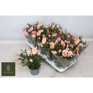 RO ROSAROMA PINK