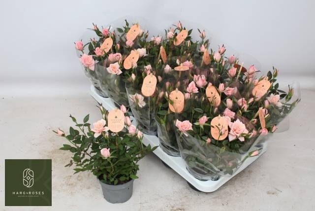 <h4>RO ROSAROMA PINK</h4>