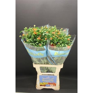 Ran Butterfly Galathea 70cm