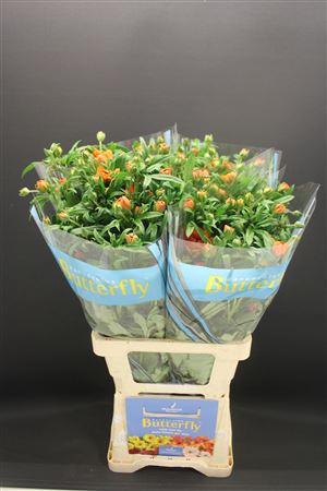 <h4>Ran Butterfly Galathea 70cm</h4>