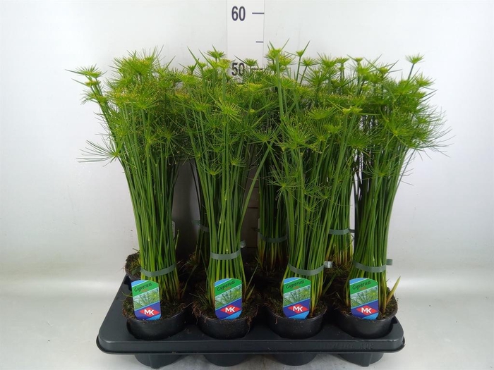 <h4>Cyperus haspan</h4>