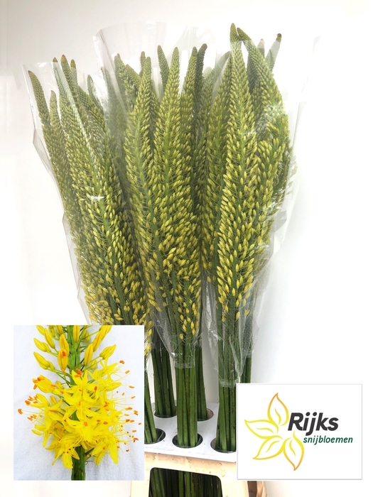 <h4>EREMURUS TAP DANCE</h4>