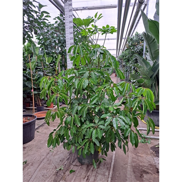 <h4>Schefflera Amate bush XXL 240</h4>