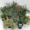 Grasses Mix Variaties P13