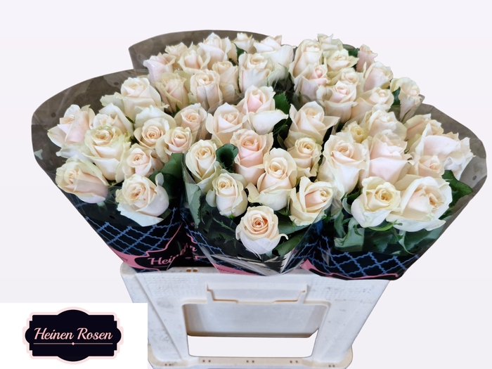 <h4>R GR TALEA+</h4>