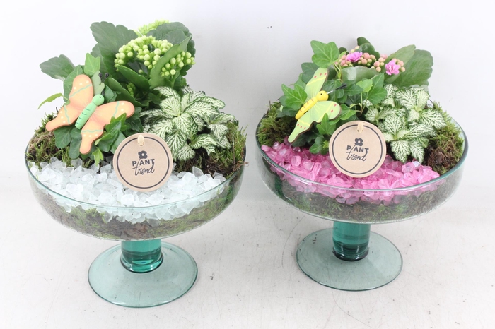 <h4>arr2 PL - Glas sofia op voet x4 - roze/wit</h4>