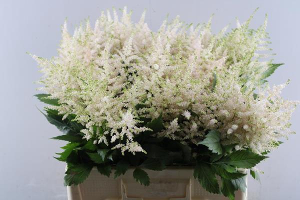 <h4>Astil Jap Europa</h4>