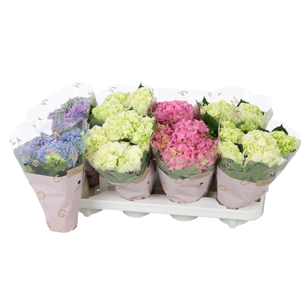 <h4>Hydrangea macr. 10cm 3 bloem mix; 3 kleuren</h4>