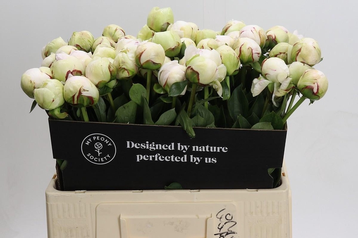 <h4>Paeonia (Lactiflora Grp) 'White Pool'</h4>