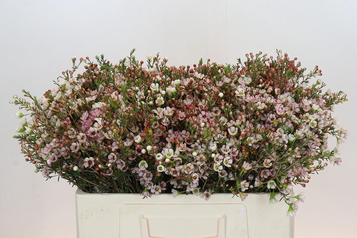 <h4>Chamelaucium Ella</h4>