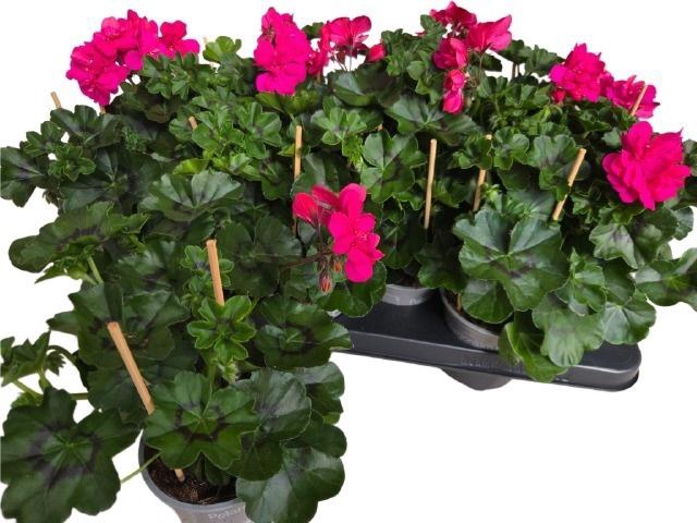 <h4>PEL PELT P MOLINA</h4>