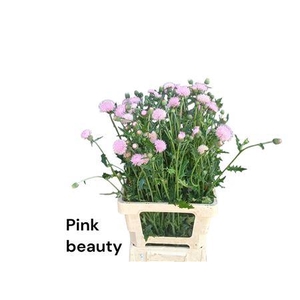CIRS JAP PINK BEAUTY