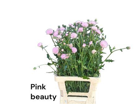 <h4>CIRS JAP PINK BEAUTY</h4>