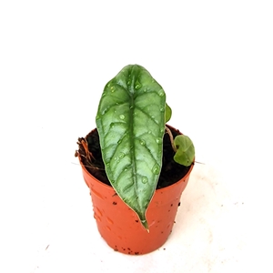 Alocasia