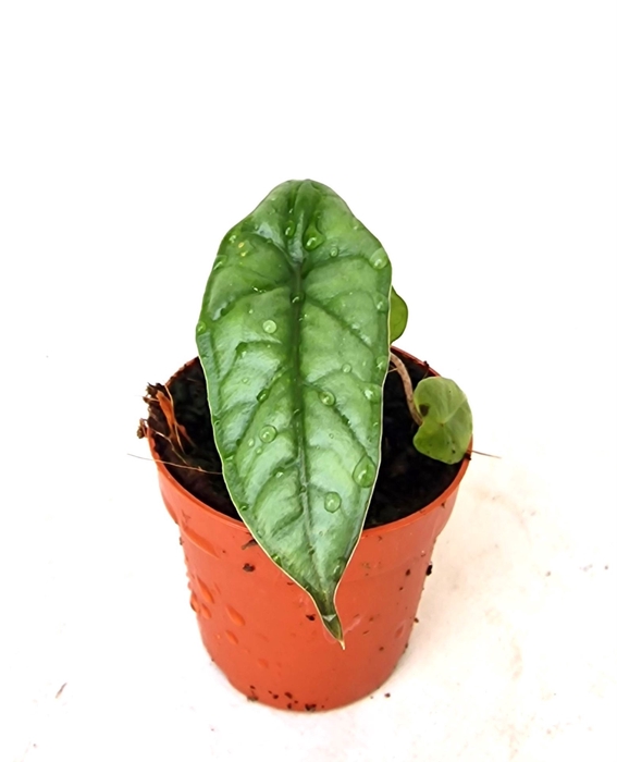<h4>Alocasia</h4>