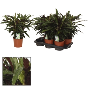 Calathea 17cm Elgergrass