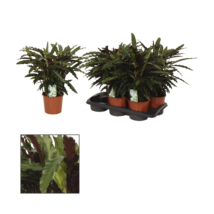 <h4>Calathea 17cm Elgergrass</h4>