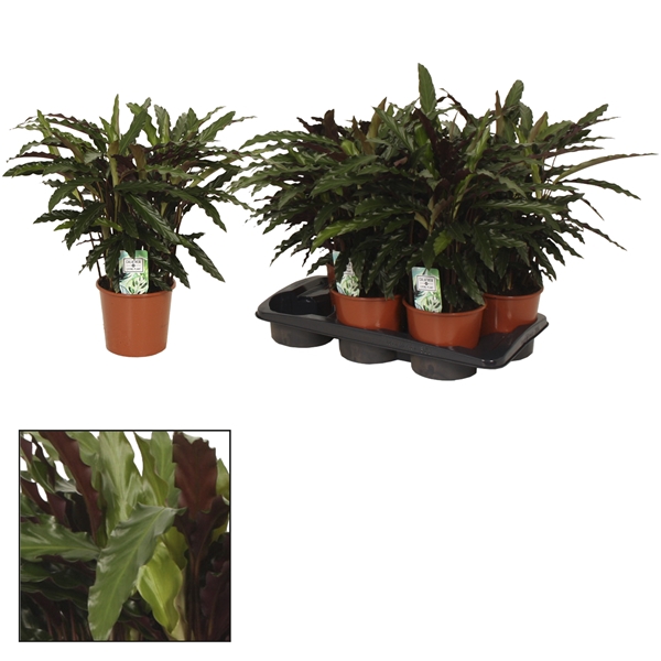 <h4>Calathea 17cm Elgergrass</h4>