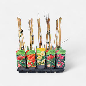 Campsis mix (Flava, Flamengo, Galen)