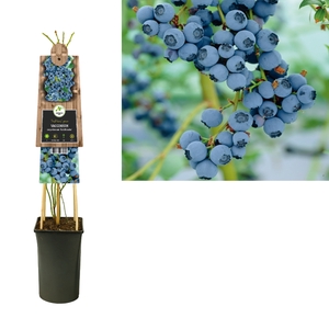 Vaccinium corymbosum 'Goldtraube' 3.0 label