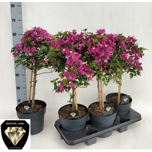 BOUGAINV ALEXANDRA