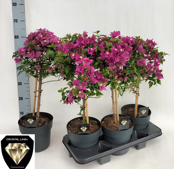 BOUGAINV ALEXANDRA