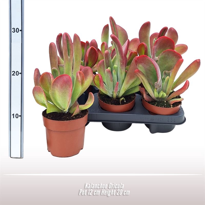 <h4>Kalanchoe Oricula</h4>