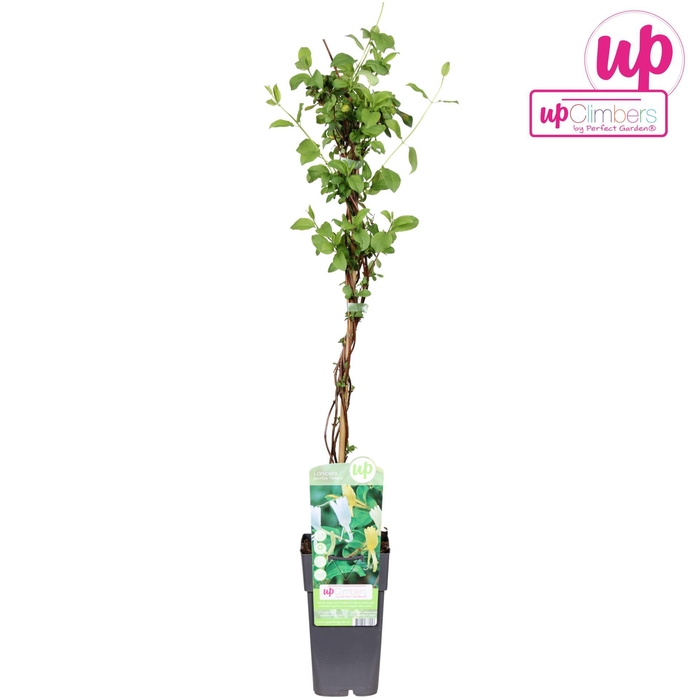 <h4>Lonicera Halliana</h4>