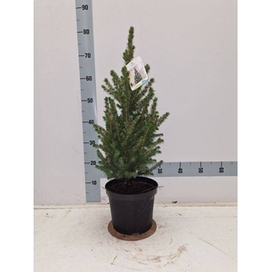 PICEA GL CONICA