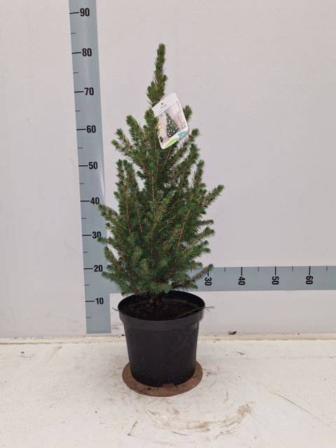 <h4>PICEA GL CONICA</h4>